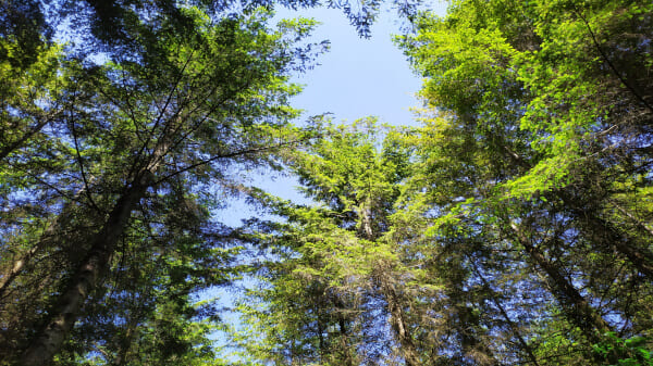 foret